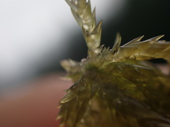 Sphagnum denticulatum