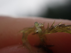 Sphagnum denticulatum