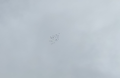 Plegadis falcinellus