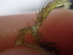 Sphagnum denticulatum
