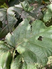 Coccoloba pubescens