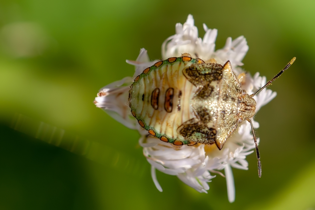 Neotropical Red-shouldered Stink Bug