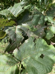 Coccoloba pubescens