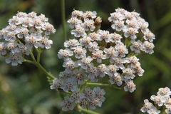 Achillea inundata