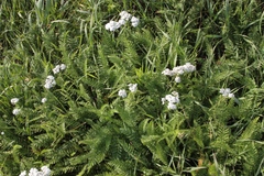 Achillea inundata