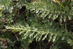 Achillea inundata