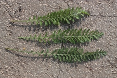 Achillea inundata