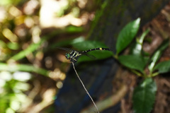 Megalogomphus sommeri