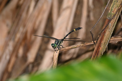 Megalogomphus sommeri