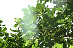 Megalogomphus sommeri