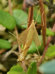 Erioptera