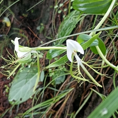Habenaria intermedia