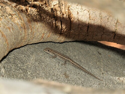 Bradfield's Dwarf Gecko