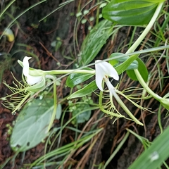 Habenaria intermedia