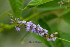 Orbexilum onobrychis