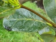 Aegiceras corniculatum