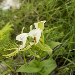 Habenaria intermedia