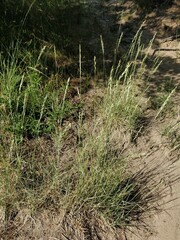 Elymus pungens