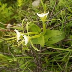 Habenaria intermedia