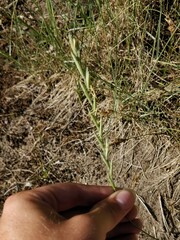 Elymus pungens