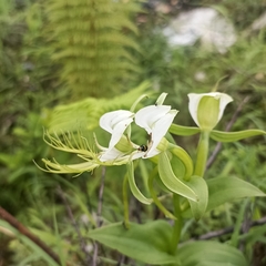 Habenaria intermedia