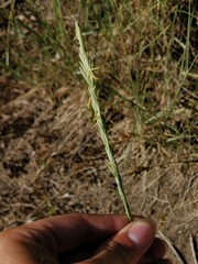 Elymus pungens