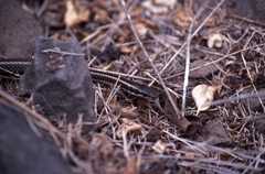 Pseudalsophis hoodensis