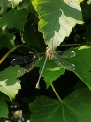 Chalcolestes viridis