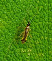 Campyloneura virgula
