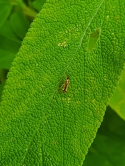 Campyloneura virgula