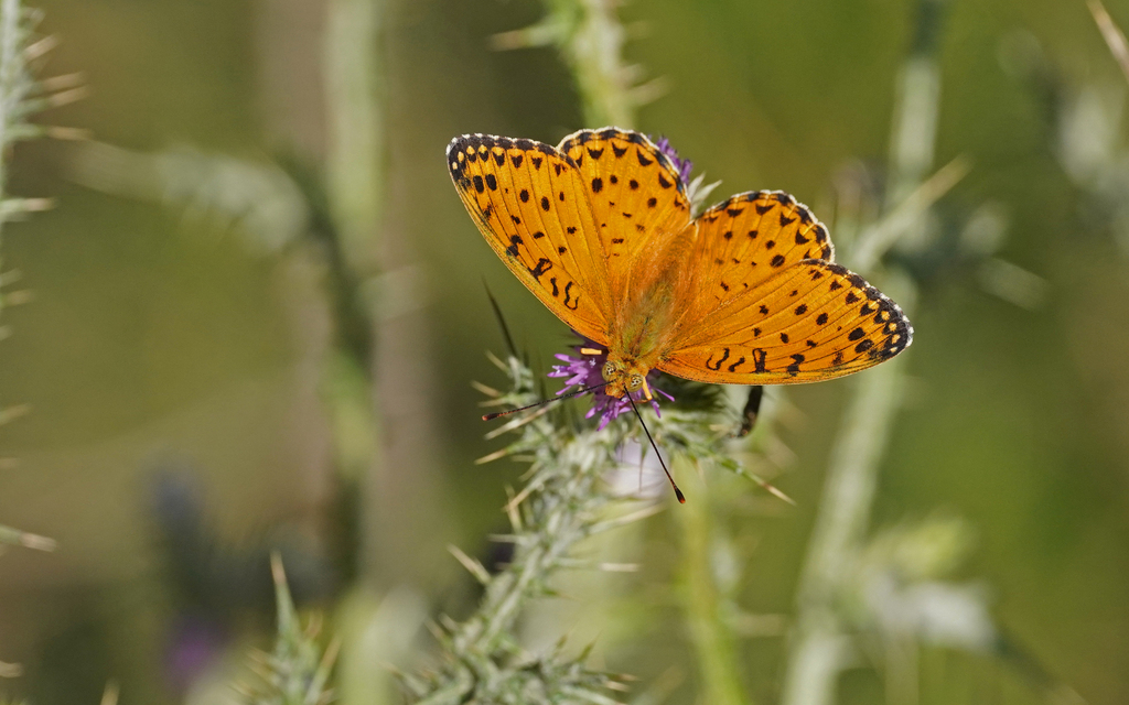 Argynnis elisa