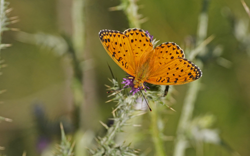 Argynnis elisa