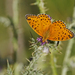 Corsican Fritillary - Photo (c) Julia Wittmann, some rights reserved (CC BY), uploaded by Julia Wittmann