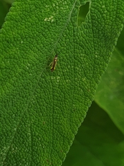 Campyloneura virgula