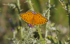 Argynnis elisa