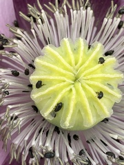 Papaver somniferum