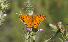 Argynnis elisa