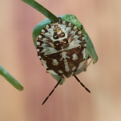 Carpocoris mediterraneus atlanticus