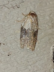 Acleris braunana