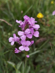 Cardamine tangutorum
