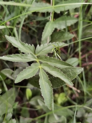 Cardamine tangutorum