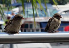 Passer domesticus