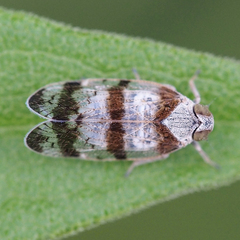 Reptalus quadricinctus