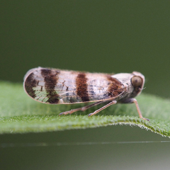 Reptalus quadricinctus