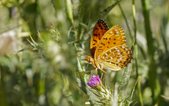 Argynnis elisa