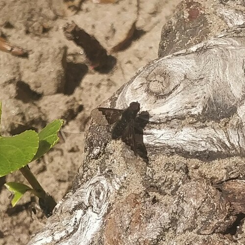 Black Banded Bee Fly, Wassenaar, Nederland, photo 9 of 10