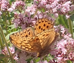 Argynnis adippe
