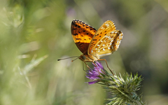 Argynnis elisa