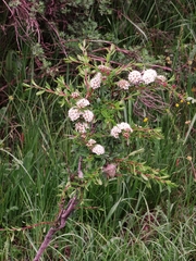 Spiraea alpina