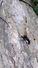 Dorcus hopei hopei